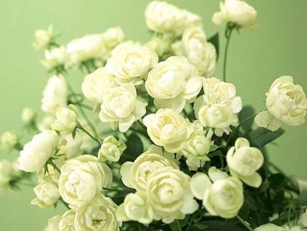 SҌIa၆FǶ꣬SaƷ|^PgӭxُԒ13838587319 O